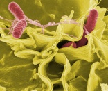 Disinfectants unable to kill salmonella in food-processing plants: study