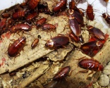 Pest infestations cost businesses billions worldwide