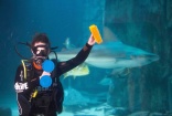 Sea Life London Aquarium starts the new year with a deep clean