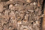 Rats video sparks Paris cleanliness debate