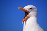 Street cleaners take on vicious seagulls with brooms and litter-pickers