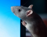 Hospitality and hygiene on agenda for PestAware Summit