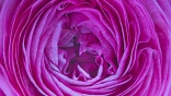 Sniffing out the fragrances in cleaning products - take part in our ECJ survey
